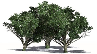 Ortak alıç kümeyle çiçekleri ve beyaz arka plan üzerinde ayrılmış yerde - gölge