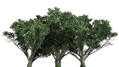 Çiçekleri - beyaz arka plan üzerinde ayrılmış ile ortak alıç küme