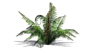 Tarçın fern bitki gölge yerde - beyaz arka plan üzerinde ayrılmış