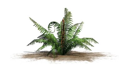 Beyaz arka plan üzerinde ayrılmış bir kum alanında - tarçın fern bitki