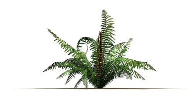 Tarçın fern bitki üzerinde kum zemin - beyaz arka plan üzerinde ayrılmış