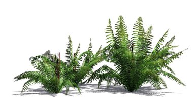 Gölge katta - beyaz arka plan üzerinde ayrılmış birkaç farklı tarçın fern bitkilerle