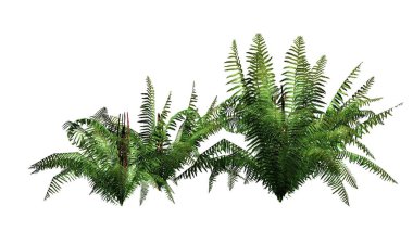 birkaç farklı tarçın fern bitkiler - beyaz arka plan üzerinde ayrılmış
