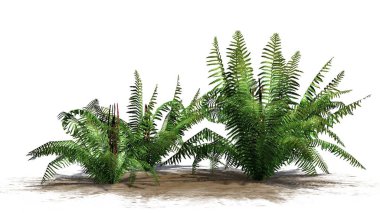 birkaç farklı tarçın fern bitkiler üzerinde beyaz arka plan üzerinde ayrılmış bir kum alanı-