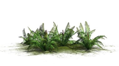 Tarçın fern bitkiler üzerinde beyaz arka plan üzerinde ayrılmış bir yeşil alan-