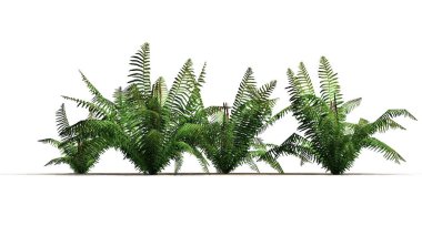 Tarçın fern bitkiler üzerinde kum zemin - beyaz arka plan üzerinde ayrılmış