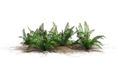 Beyaz arka plan üzerinde ayrılmış bir kum alanında - tarçın fern bitkiler