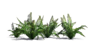 Gölge katta - beyaz arka plan üzerinde ayrılmış olan tarçın fern bitkiler