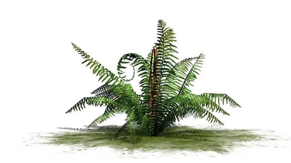 Tarçın fern bitki'lik yeşil - beyaz arka plan üzerinde ayrılmış