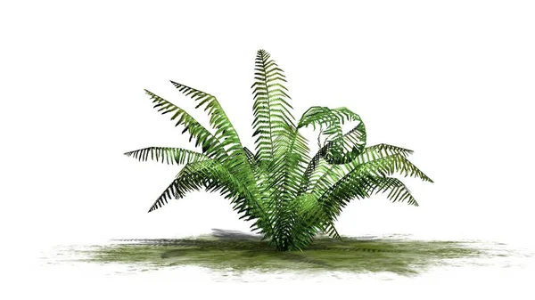 白い背景の上で区切られた 緑豊かなエリアに単一シナモン シダ植物 — ストック写真