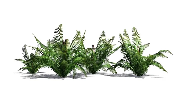 Gölge katta - beyaz arka plan üzerinde ayrılmış olan tarçın fern bitkiler