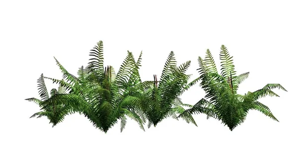 白い背景の上で区切られたシナモン シダ植物 — ストック写真