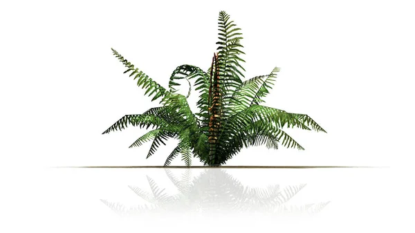 Planta Samambaia Canela Com Reflexos Chão Separada Fundo Branco — Fotografia de Stock