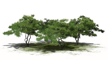 birkaç farklı limon ağaçları yeşil bir alanda - beyaz arka plan üzerinde izole