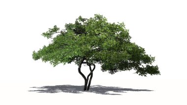 Gölge on kat-beyaz arka plan üzerinde izole limon ağacı