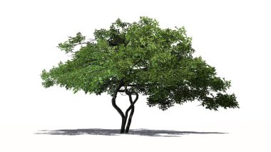 Gölge katta - beyaz arka plan üzerinde izole limon ağacı