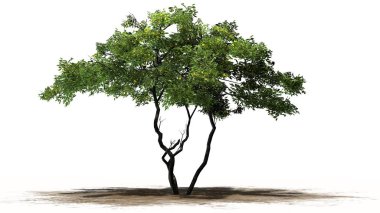 Limon ağacı bir kum alanında - beyaz arka plan üzerinde izole meyve ile