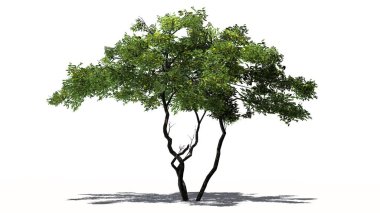 Limon ağacı meyveleri ve gölge beyaz arka plan üzerinde izole kat-