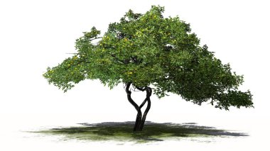 yeşil bir alanda - beyaz arka plan üzerinde izole meyve ile tek limon ağacı