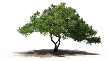 bir kum alanında - beyaz arka plan üzerinde izole meyve ile tek limon ağacı