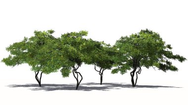 Gölge katta - beyaz arka plan üzerinde izole meyve ile birkaç farklı limon ağaçları