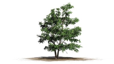 Kore Stewartia ağaç beyaz arka plan üzerinde ayrılmış bir kum alanında-