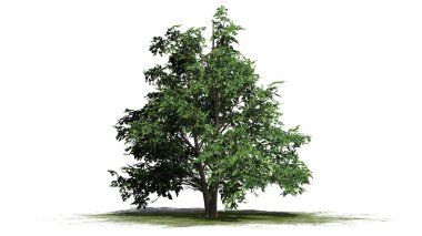 Beyaz arka plan üzerinde ayrılmış bir yeşil alan üzerinde-tek Kore Stewartia ağaç