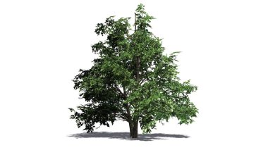 Yerdeki beyaz arka plan üzerinde ayrılmış - gölgeli tek Kore Stewartia ağaç