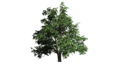 Tek Kore Stewartia ağaç - beyaz arka plan üzerinde ayrılmış