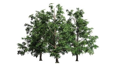 Kore Stewartia ağaç küme - beyaz arka plan üzerinde ayrılmış