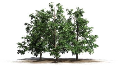 Kore Stewartia ağaç bir kum alanı - beyaz arka plan üzerinde ayrılmış kümesinde