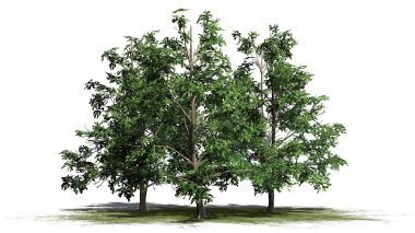 Kore Stewartia ağaç küme üzerinde beyaz arka plan üzerinde ayrılmış bir yeşil alan-