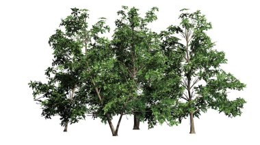 birkaç farklı Kore Stewartia ağaç - beyaz arka plan üzerinde ayrılmış