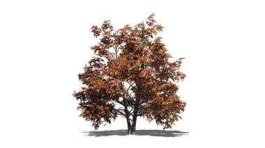 Katta - beyaz arka plan üzerinde ayrılmış gölge ile sonbahar ağacında Kore dili Stewartia