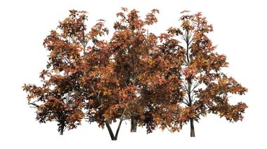 Kore Stewartia ağaç küme Güz - beyaz arka plan üzerinde ayrılmış