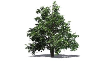 Kore Stewartia ağaç bahar beyaz arka plan üzerinde ayrılmış yerde - gölgeli