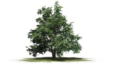 Kore Stewartia ağaç bahar beyaz arka plan üzerinde ayrılmış bir yeşil alan-