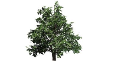 Kore Stewartia ağaç bahar - beyaz arka plan üzerinde ayrılmış