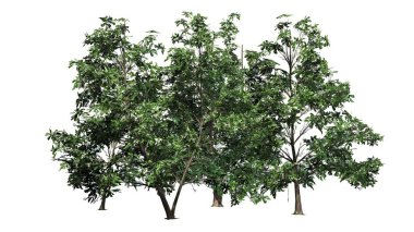 Kore Stewartia ağaç bahar - beyaz arka plan üzerinde ayrılmış kümesinde