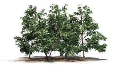 Kore Stewartia ağaç kümede beyaz arka plan üzerinde ayrılmış bir kum alanı - bahar