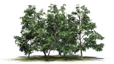 Kore Stewartia ağaç kümede beyaz arka plan üzerinde ayrılmış bir yeşil alan - bahar