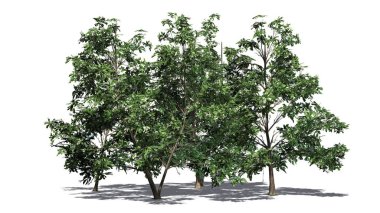 Kore Stewartia ağaç kümesinde gölge beyaz arka plan üzerinde ayrılmış yerde - yaylı