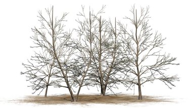 Kore Stewartia ağaç kümede beyaz arka plan üzerinde ayrılmış bir kum alanı - kış