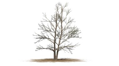 Beyaz arka plan üzerinde ayrılmış bir kum alanında - kış Kore Stewartia ağaç