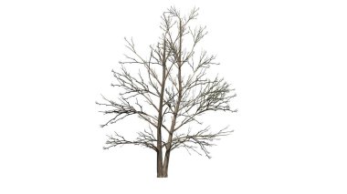 Kore Stewartia ağacı kışın - beyaz arka plan üzerinde ayrılmış