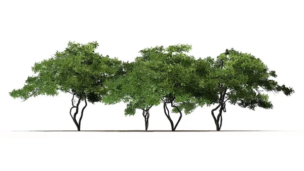 birkaç farklı limon ağaçları kum zemin üzerinde beyaz arka plan izole - Tarih