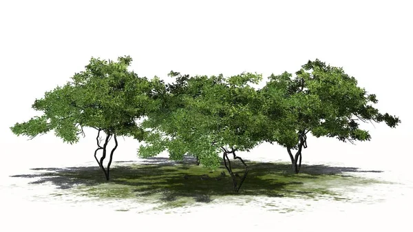 birkaç farklı limon ağaçları yeşil bir alanda - beyaz arka plan üzerinde izole