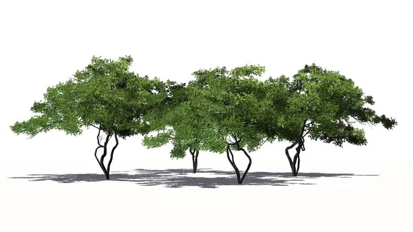 Kilka Różnych Drzew Cytrynowych Cienia Piętrze Białym Tle — Zdjęcie stockowe