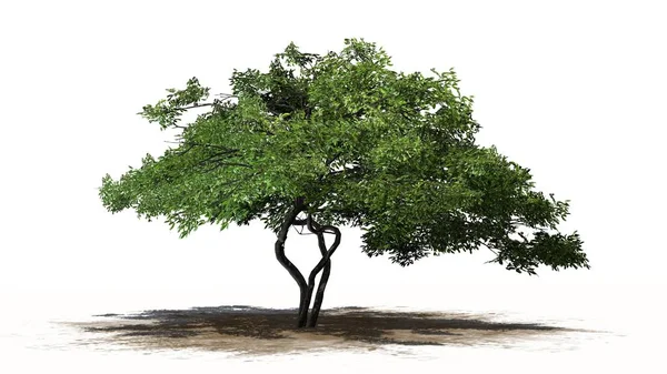 Limão Árvore Uma Área Areia Isolado Fundo Branco — Fotografia de Stock