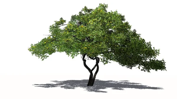 Одинарне Лимонне Дерево Фруктами Тіні Підлозі Ізольоване Білому Фоні — стокове фото
